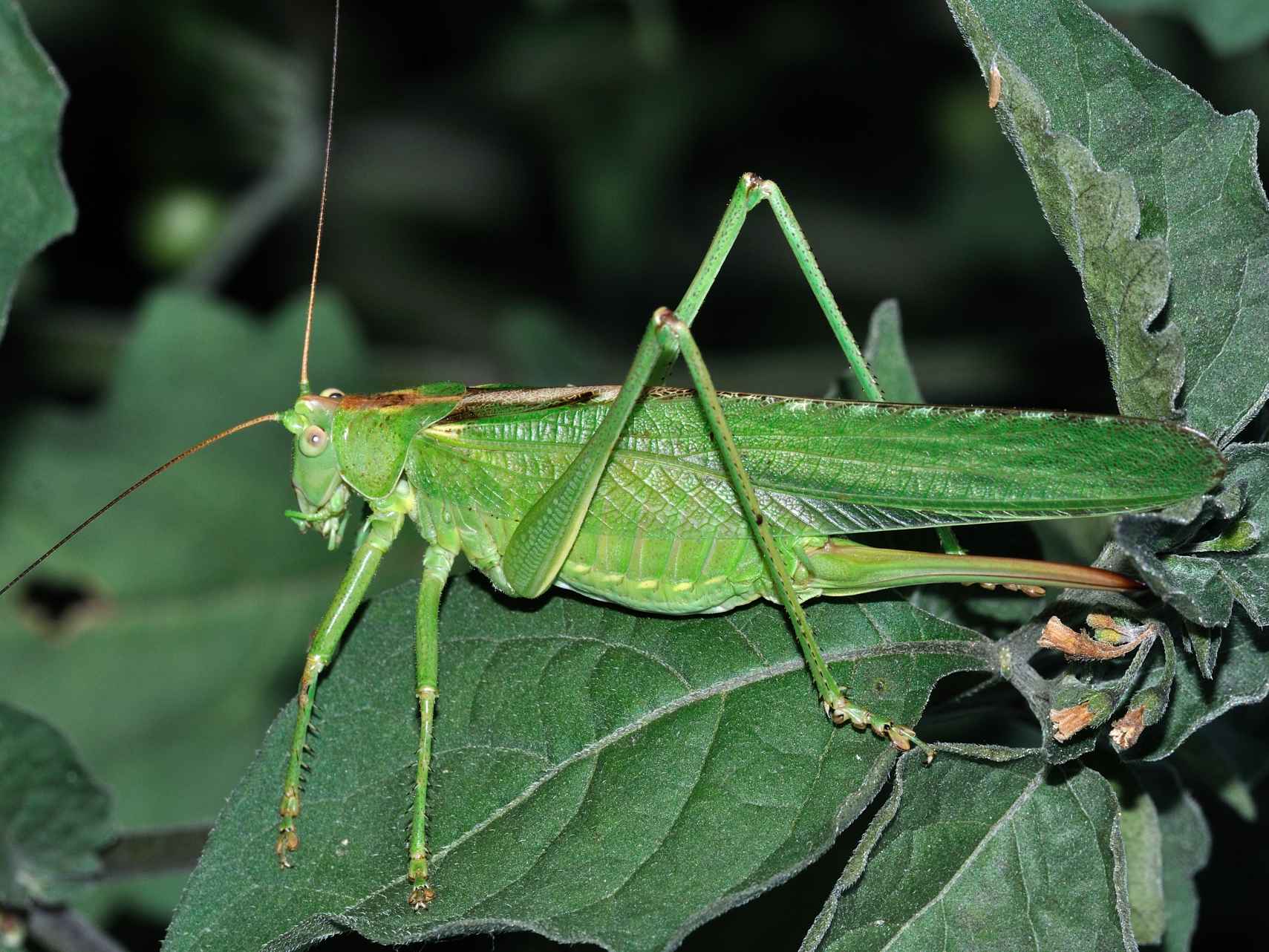 Orthoptera da identificare